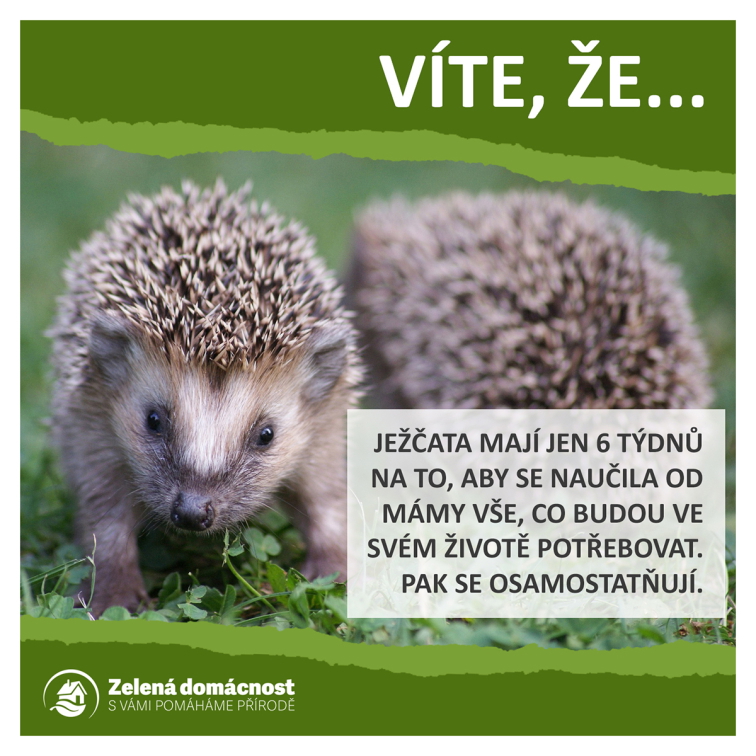 Zajímavosti o ježcích ke stažení