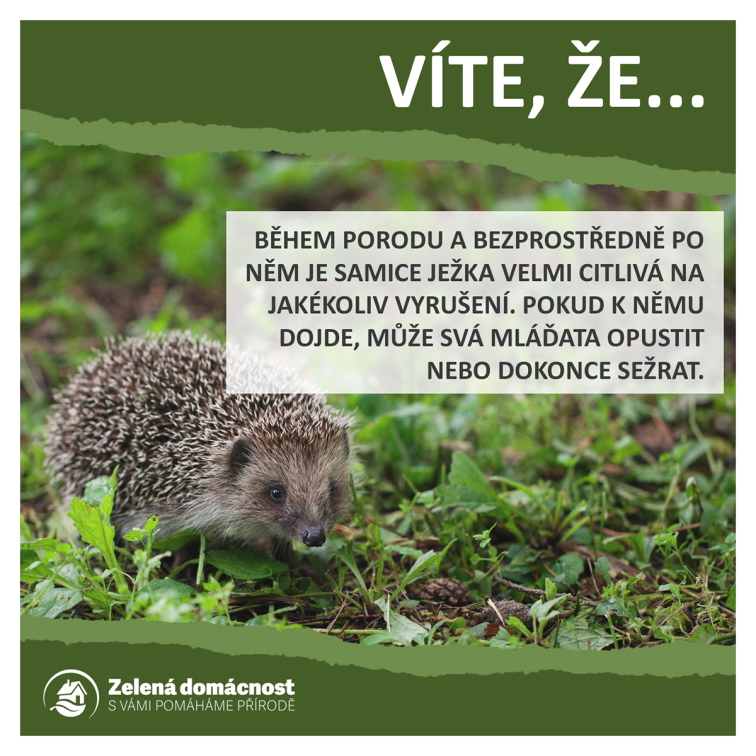 Zajímavosti o ježcích ke stažení