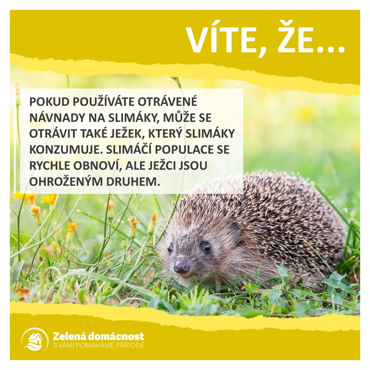 Zajímavosti o ježcích ke stažení