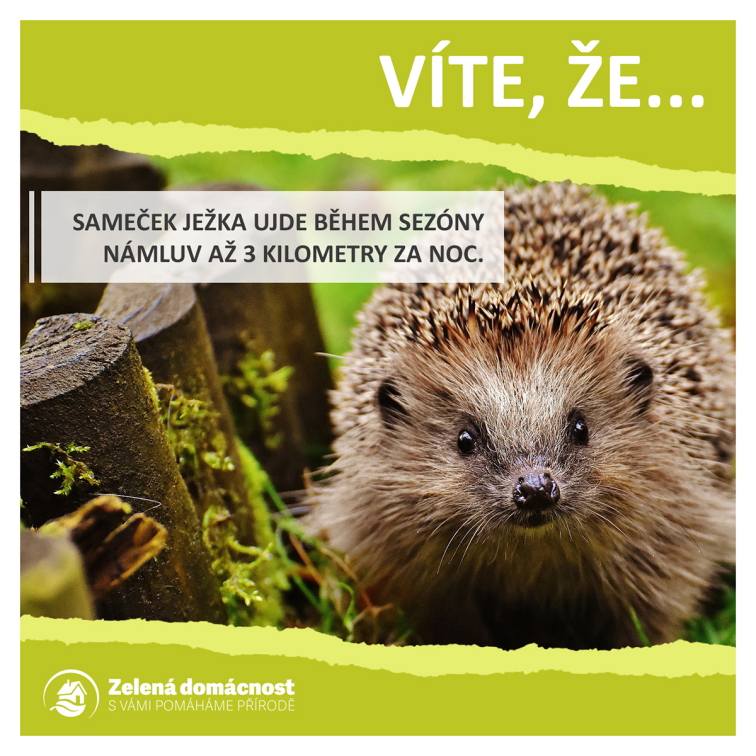 Zajímavosti o ježcích ke stažení