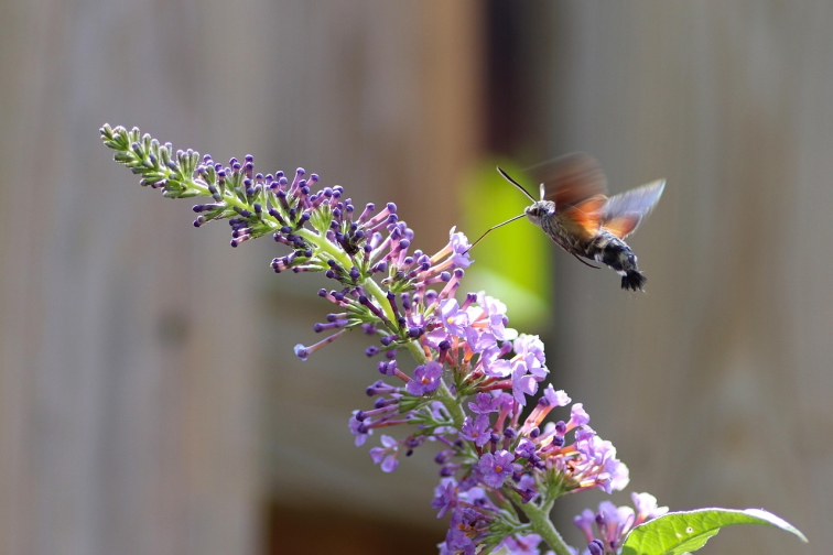 Motýl dlouhozobka svízelová