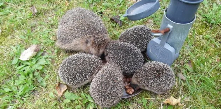 Čím potěšit ježka? Máme tipy na kvalitní dobroty