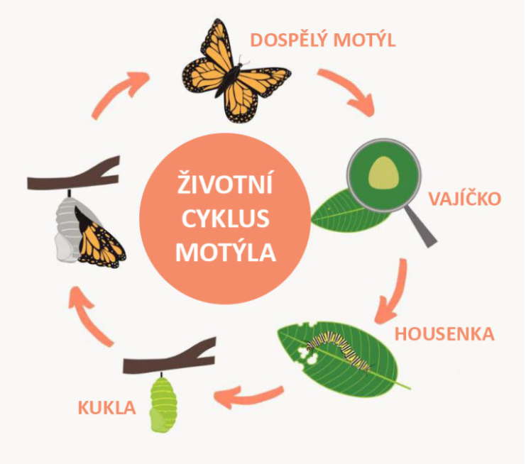 Motýlí zahrada