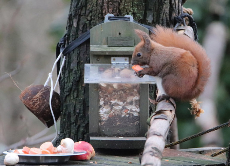 Čím přikrmovat veverky