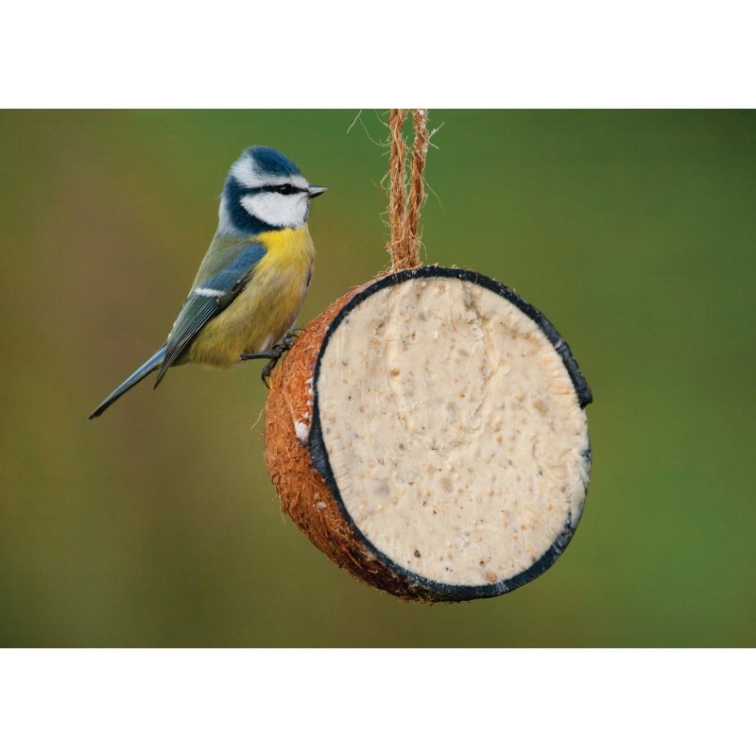 Ptačí hodinka: sčítejte ptáky a pomozte je chránit. Jak to dělat správně?