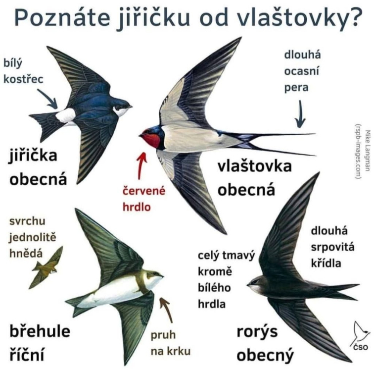 Vlaštovky a jiřičky – nejčastější otázky a odpovědi ohledně hnízdění na lidských objektech