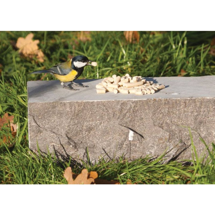 Ptačí hodinka: sčítejte ptáky a pomozte je chránit. Jak to dělat správně?