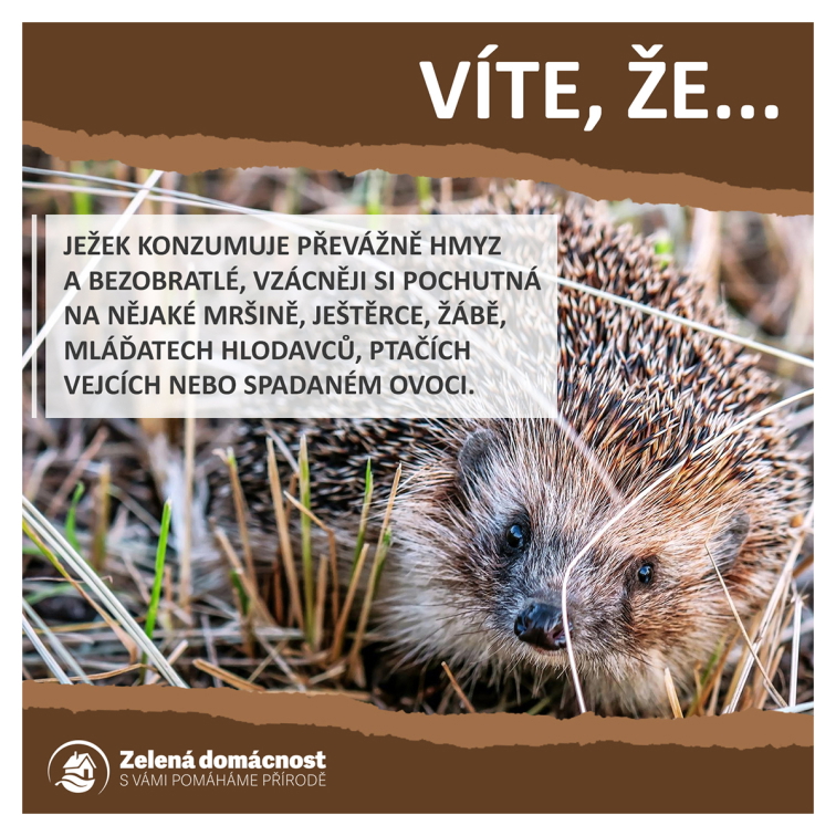 Zajímavosti o ježcích ke stažení