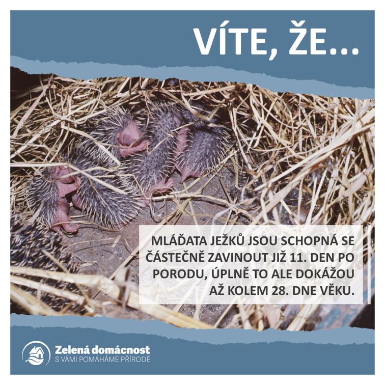 Zajímavosti o ježcích ke stažení