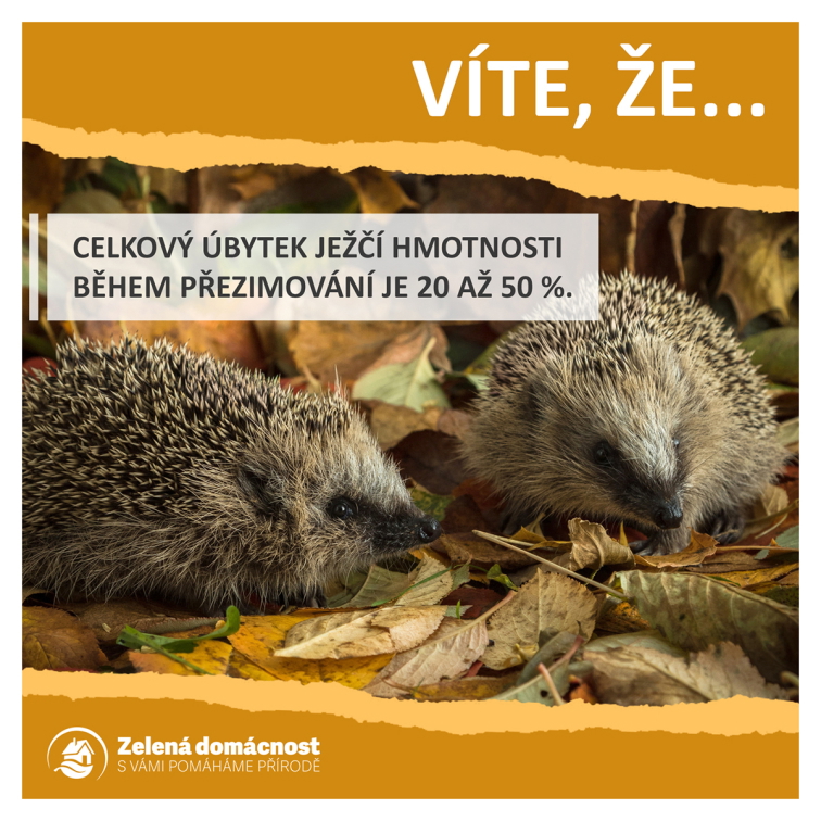 Zajímavosti o ježcích ke stažení