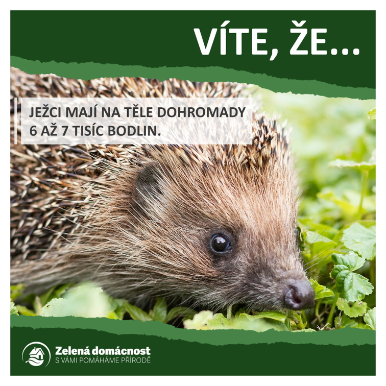Zajímavosti o ježcích ke stažení