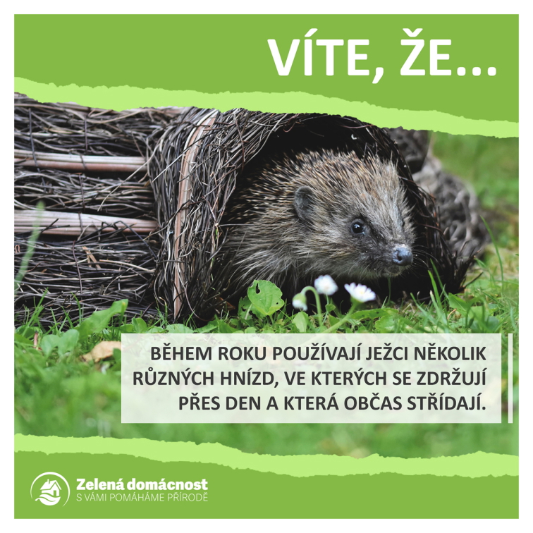 Zajímavosti o ježcích ke stažení