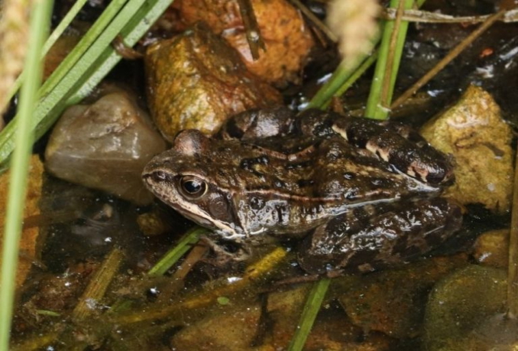 Brzy začne mrznout, pomozme zvířatům v zahradě přezimovat