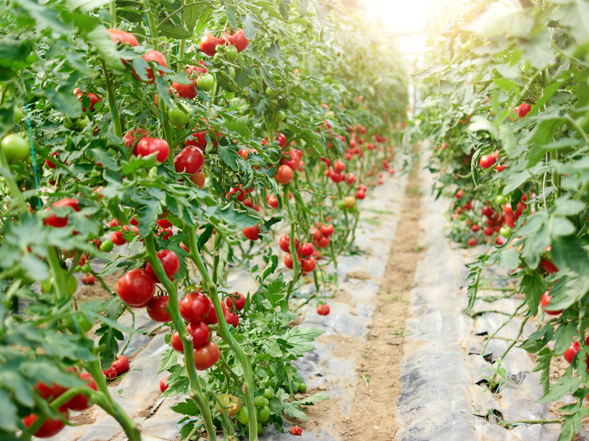 Pěstování rajčat - Zvýhodněné sety pro pěstování rajčat bez chemie