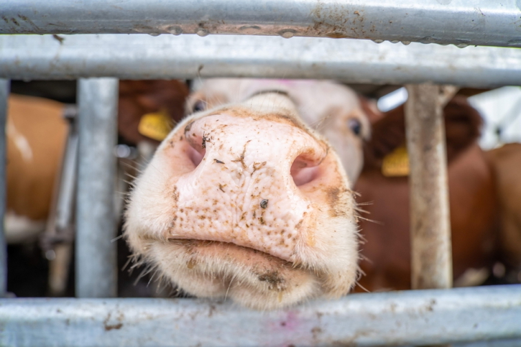 Biochar 60 litrů - do půdy