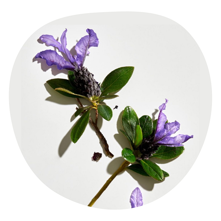 Bakuchiol Face Serum 30ml Anti-Age/Natural Retinol