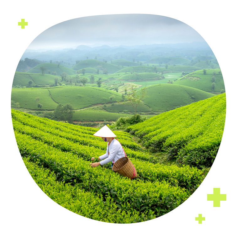 Zelený čaj - 60% polyfenolů