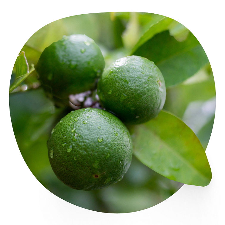 Přírodní tuhý deodorant – Bergamot