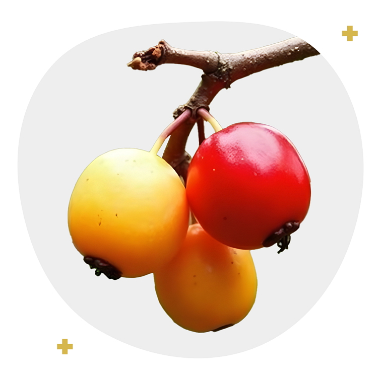 Acerola Maximal 200 tobolek