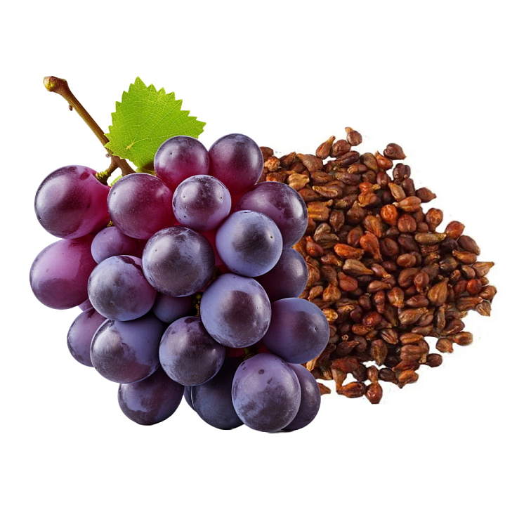 Hroznový olej za studena lisovaný ze semen 100 ml