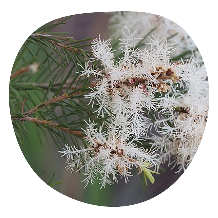 Tea Tree 20 ml s kapátkem
