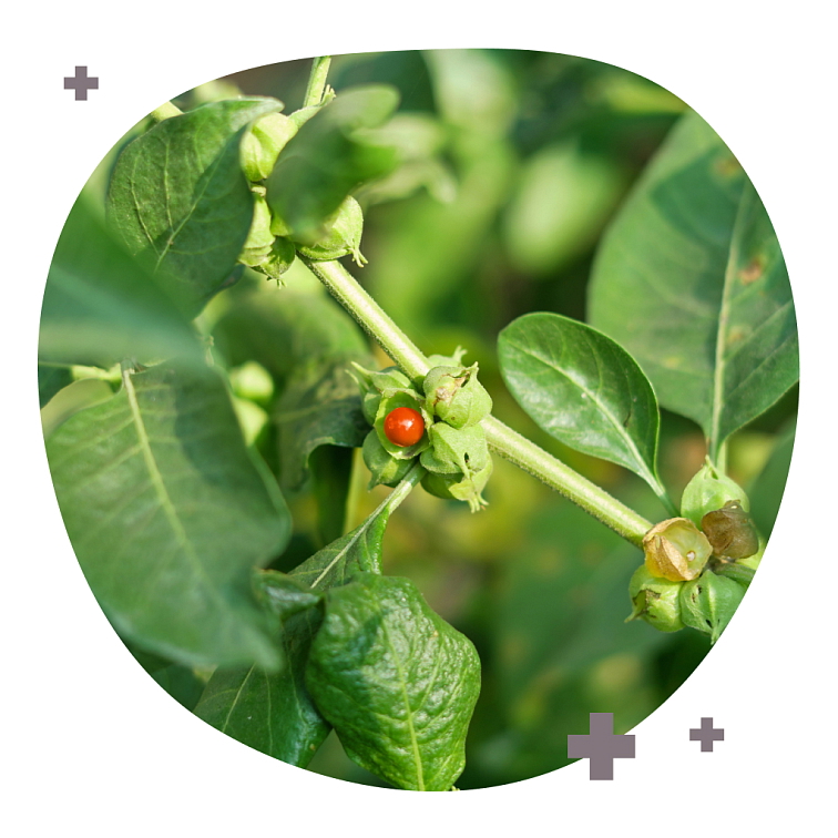 Ashwagandha MAXIMAL 90 tobolek