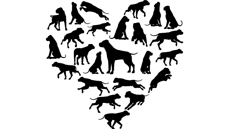 české granule pro psy