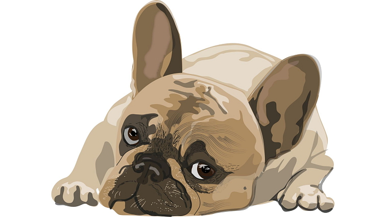 MACs Dog KRŮTA A BORŮVKA 800g