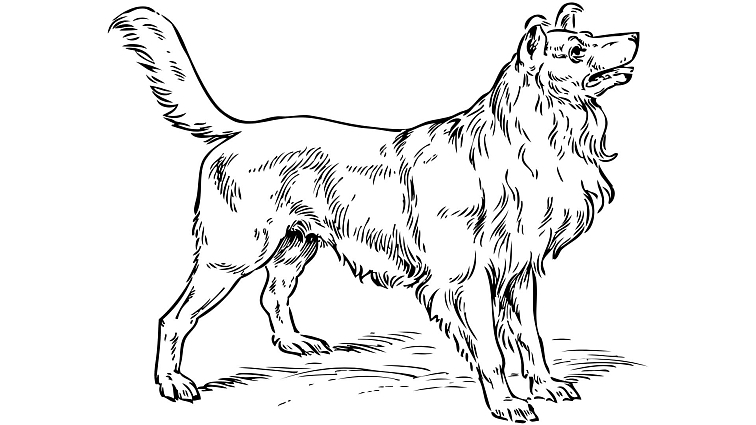 granule Grancann s konopím