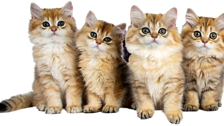 konzervy pro psy brit