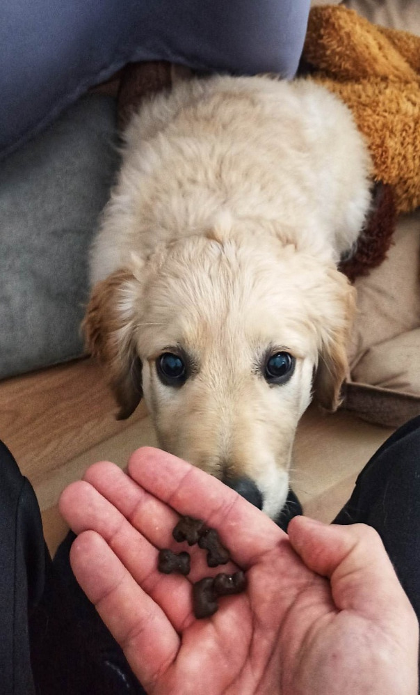 Mimóza GrainFree Jehněčí s batáty a mátou - hypoalergenní granule pro dospělé psy malých plemen