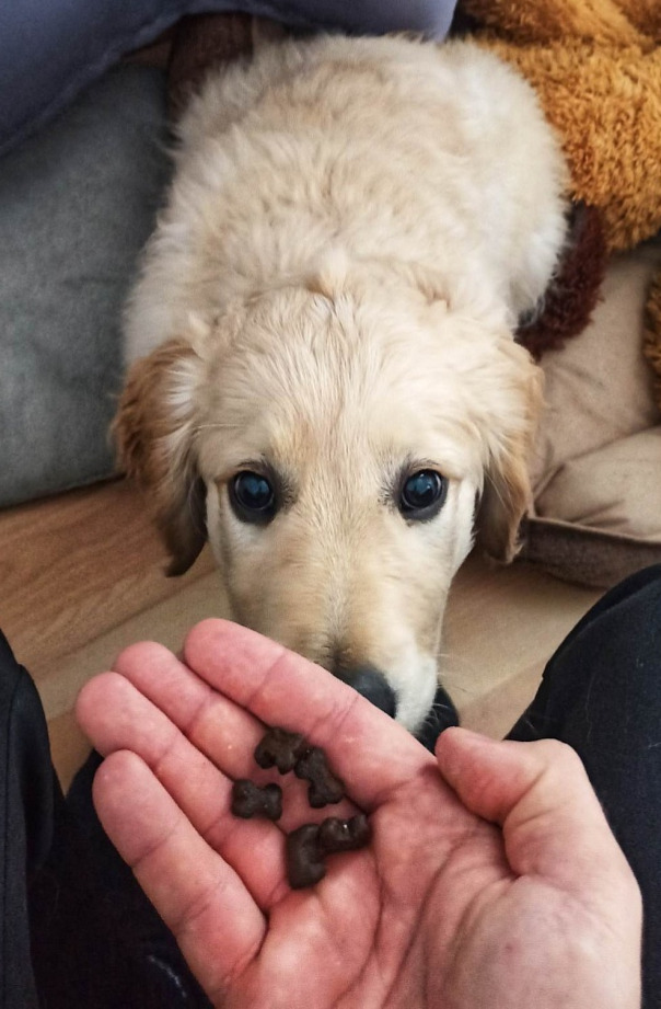 GF Pstruh a losos s batáty a chřestem - light