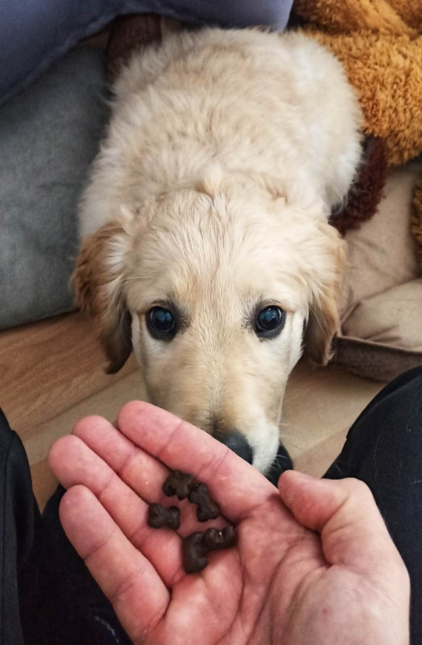 GF Vepřové s batáty a jablky - dospělý pes