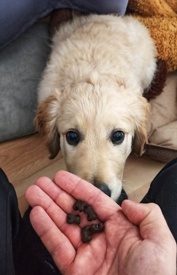 GF Králík s batáty a ostružinami - dospělý pes