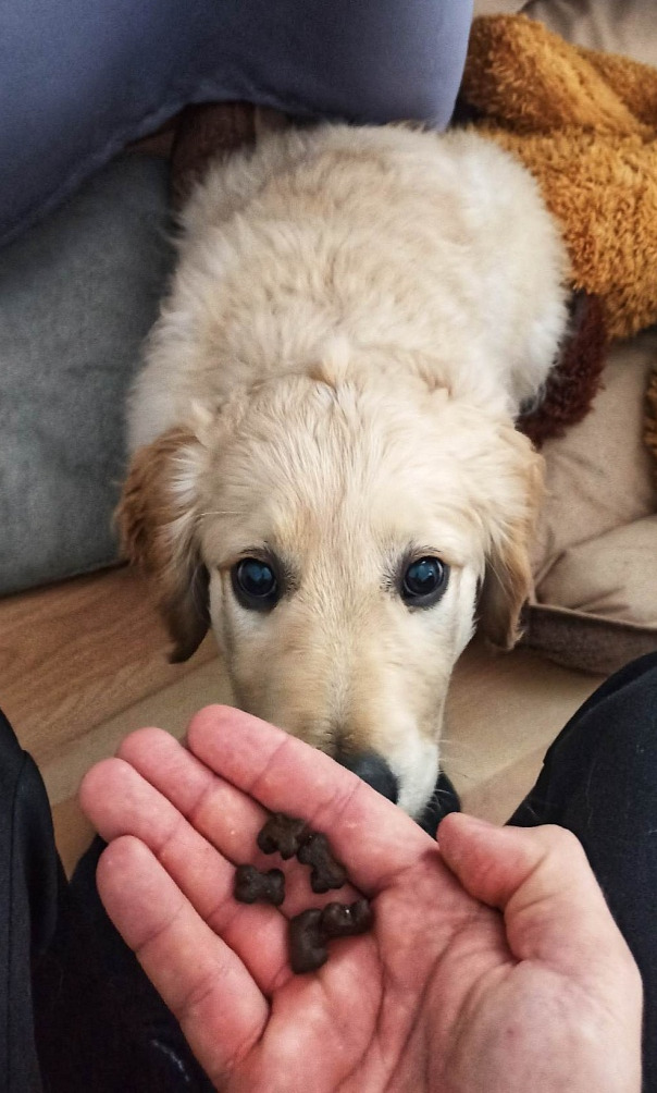 SF Kachna s pastinákem, červenou řepou, pomerančem, chřestem a dýní - dospělý pes