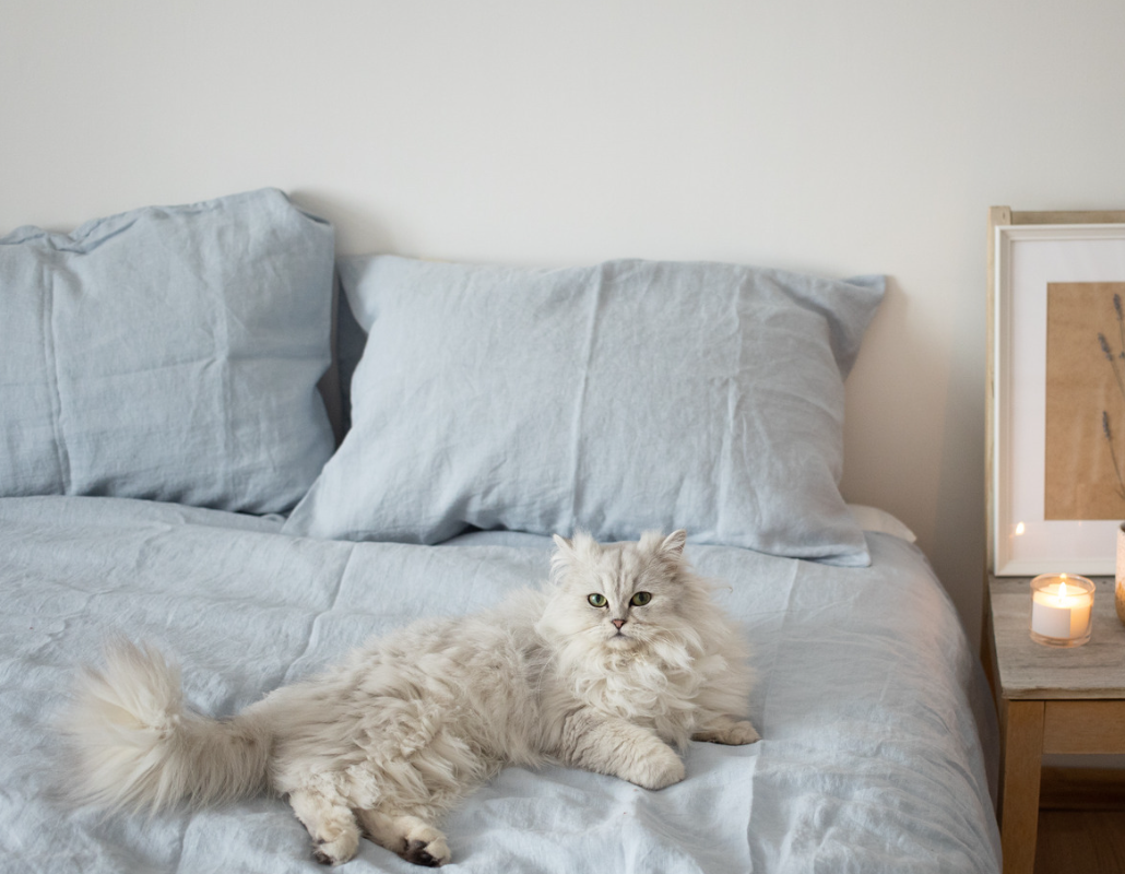 SF Krůta a kuře - dospělá kočka