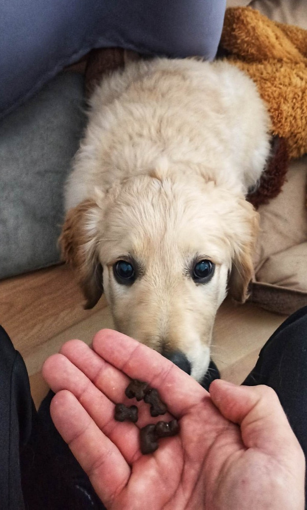 SF Losos s koprem, špenátem, fenyklem, chřestem a rajčaty - dospělý pes