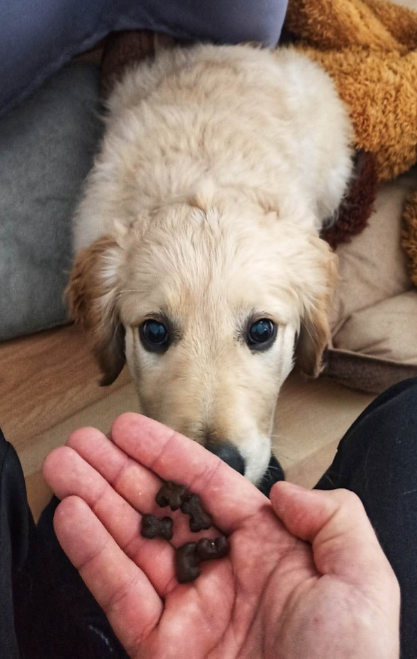 GF Zvěřina s batáty a moruší - dospělý pes