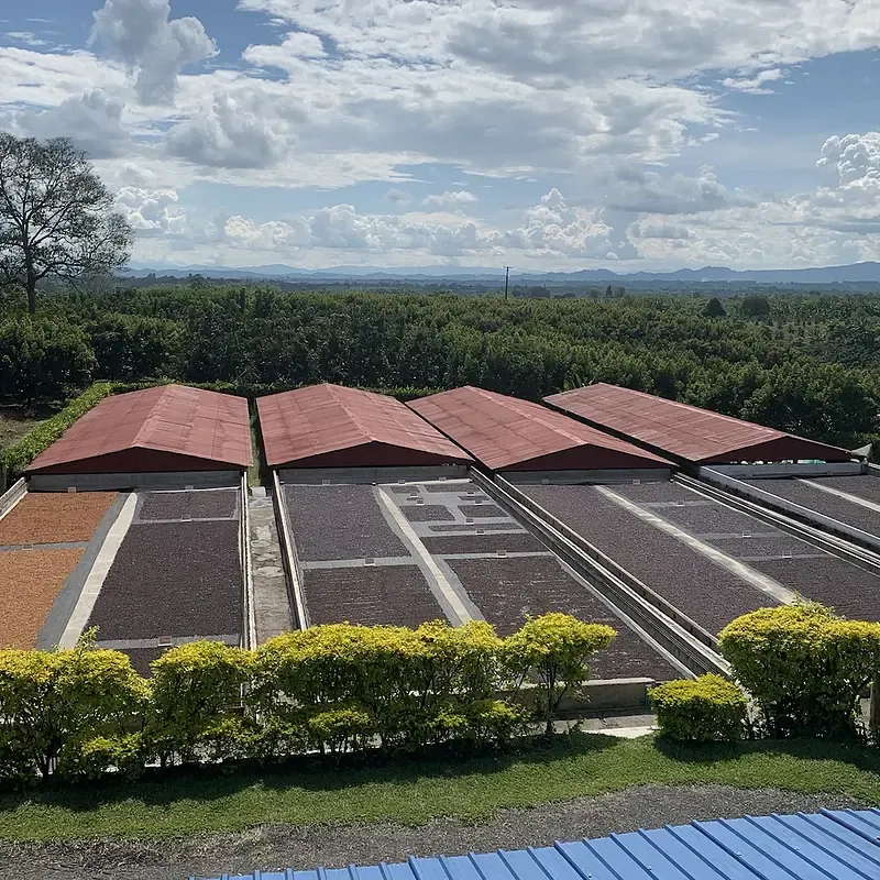 Kolumbie Luz Helena Salazar (bezkofeinová)