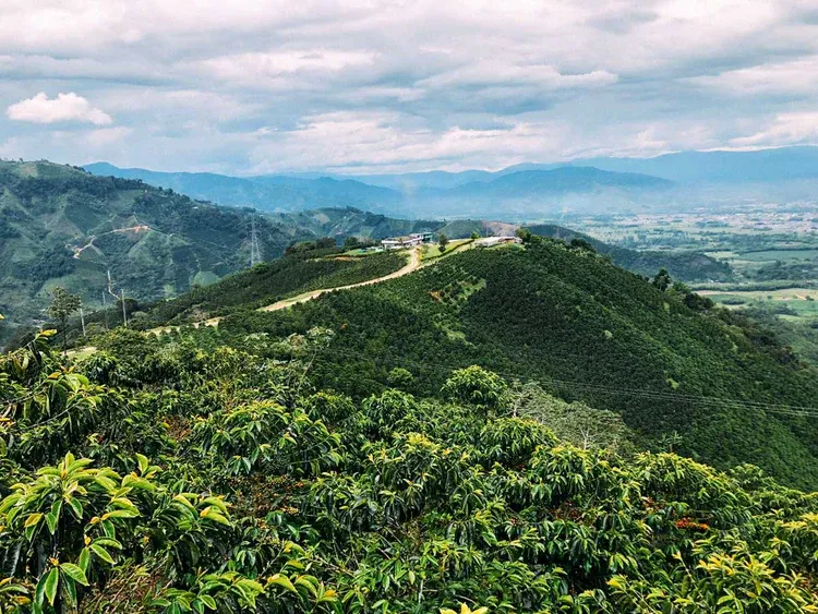 Kolumbie Luz Helena Salazar (bezkofeinová)