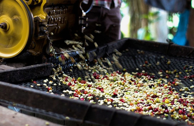 Peru Chontali