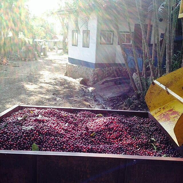Cascara