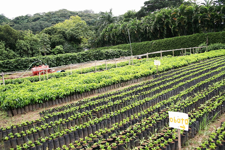 Cascara