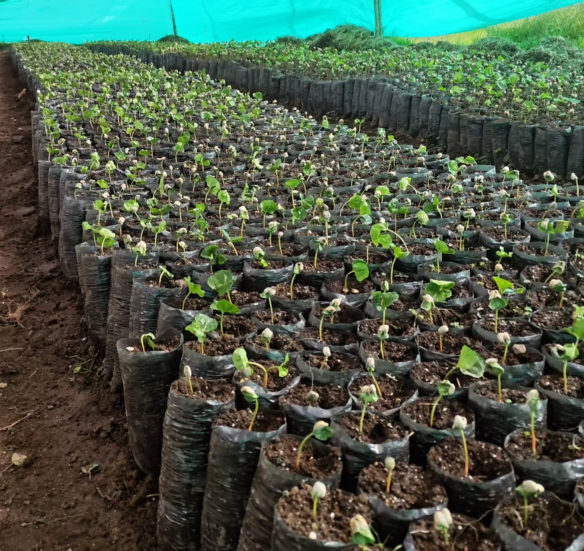 Colombia Edinson Argote