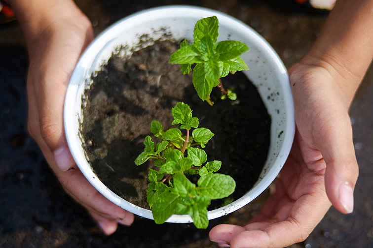 BIO Máta peprná – Mentha piperita, SAZENICE
