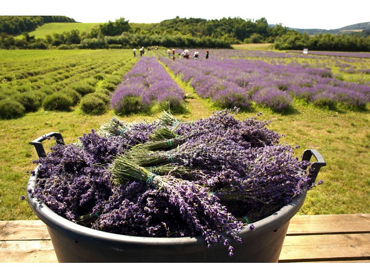 BIO Levandule Chodouňská SAZENICE - levandule lékařská Angustifolia Munstead