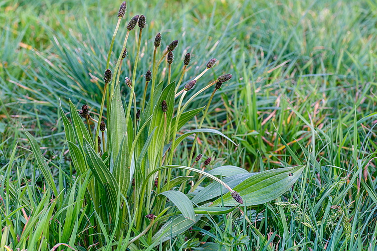 BIO Jitrocel kopinatý - Plantago lanceolata, SAZENICE