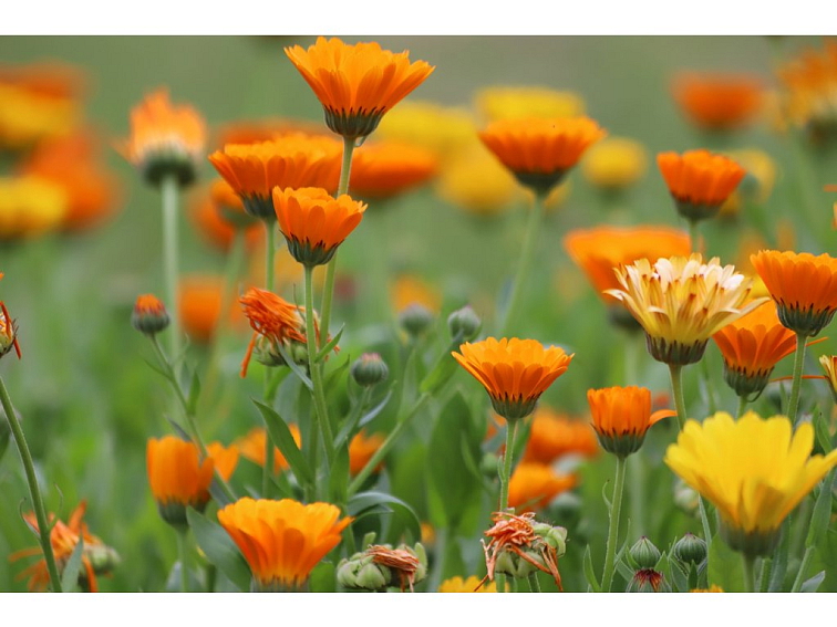 BIO Měsíček lékařský – Calendula officialis, SAZENICE