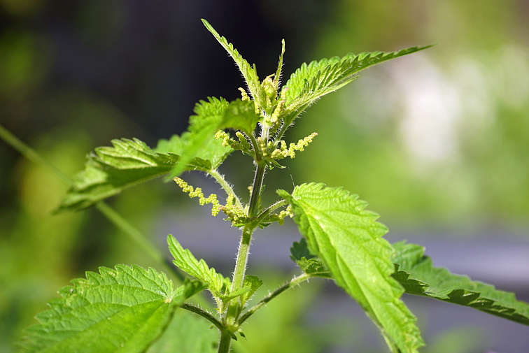 BIO levandulové aktivační sérum pro růst vlasů