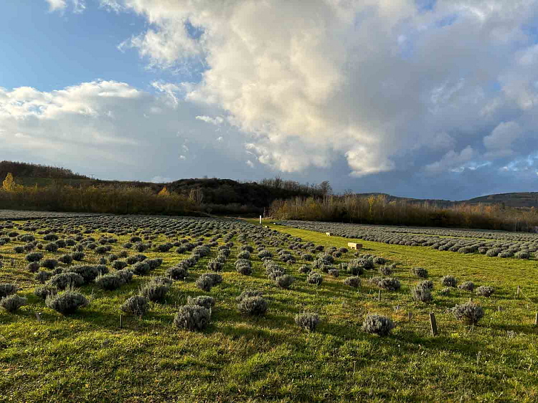 BIO minerální zemina z Barrandien geoparku